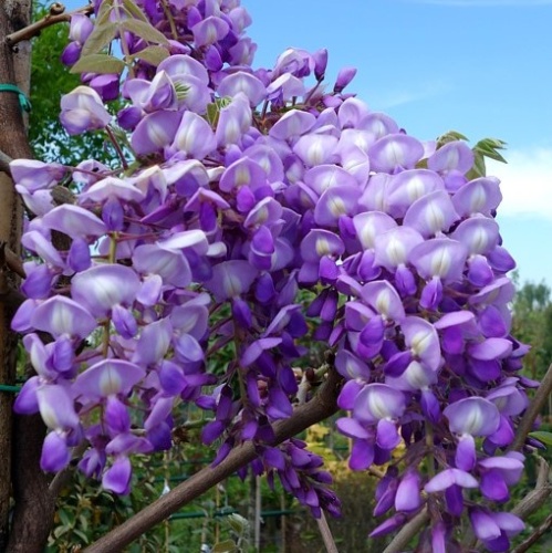 Глициния короткокистистая "Икояма Фуджи" (Wisteria brachybotrys "Ikoyama fuji")