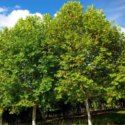 Платан кленолистный, или гибридный (Platanus acerifolia) повреждение ствола