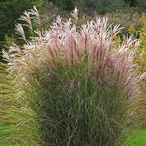 Мискантус китайский "Монинг Лайт" (Miscanthus sinensis "Morning Light")