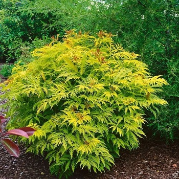 Бузина кистистая "Плюмоза Ауреа" (Sambucus racemosa "Plumosa Aurea")