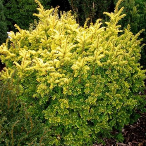 Тис ягодный "Саммерголд" (Taxus baccata "Summergold")