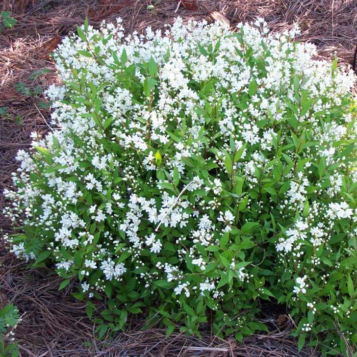 Дейция изящная "Никко" (Deutzia gracilis "Nikko")