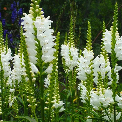 Физостегия (Physostegia)