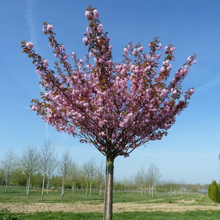 Черемуха мелкопильчатая "Канзан" (сакура) (Prunus serrulata "Kanzan")