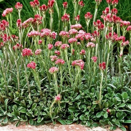 Кошачья лапка (Антенария двудомная) (Antennaria dioica)