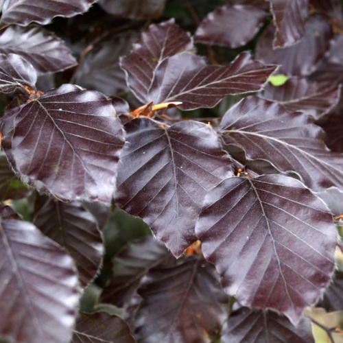 Бук лесной "Атропуницеа" (Fagus sylvatica "Atropunicea"))
