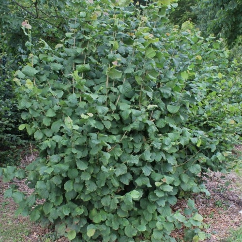 Лещина крупная (фундук) (Corylus maximа))