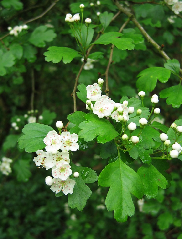 Боярышник обыкновенный (Crataegus laevigata)