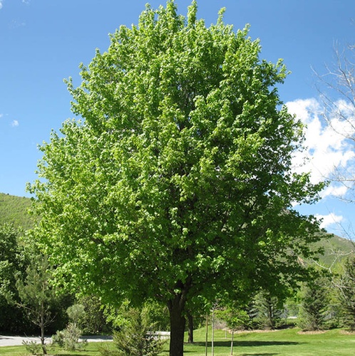 Клен полевой (Acer campestre)