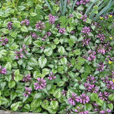 Яснотка (Lamium)