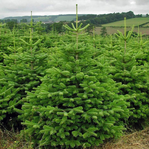 Пихта кавказская (Abies nordmanniana)