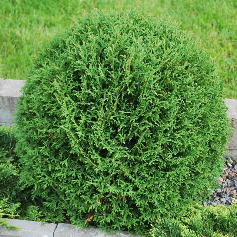Туя западная "Тини Тим" (Thuja occidentalis "Tiny Tim")
