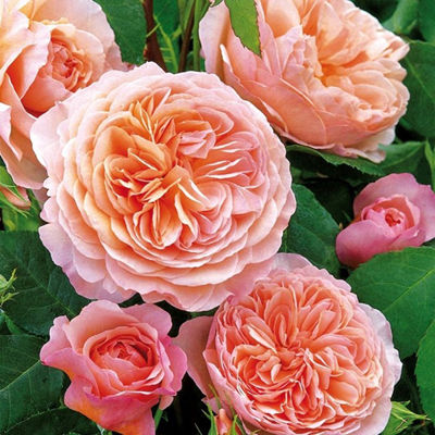 Роза английская "Вильям Моррис" (Rosa English "William Morris"))