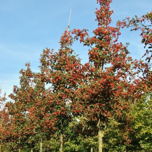Боярышник Лавалье "Карриери" (Crataegus lavalleei "Carrierei")