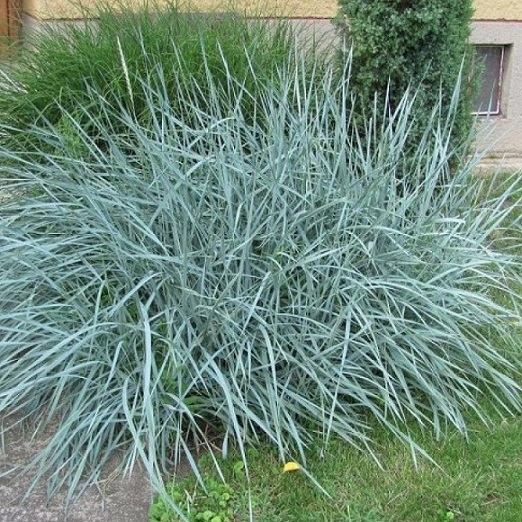 Колосняк голубой (Elymus arenarius)