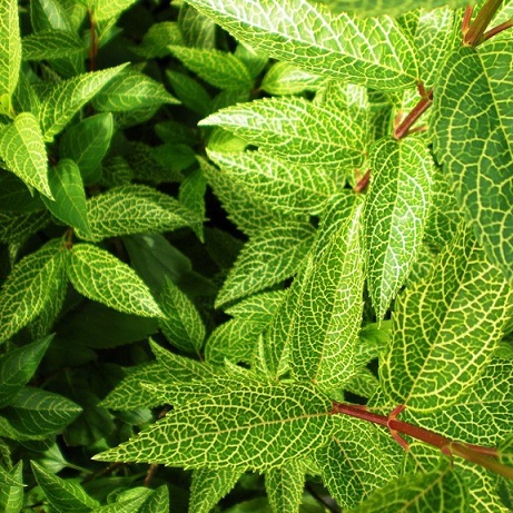 Форзиция корейская "Комсан" (Forsythia koreana "Kumson")
