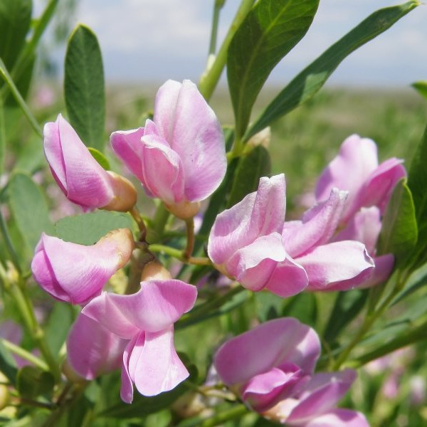 Чингиль (чемыш, шенгил) серебристый (Halimodendron halodendron)