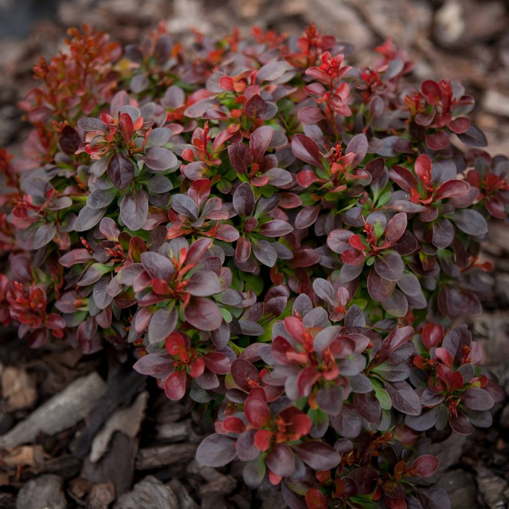 Барбарис Тунберга "Багатель" (Berberis thunbergii "Bagatelle")