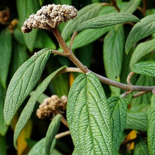 Калина морщинолистная "Аллеганская" (Viburnum rhytidophyllum "Alleghany")