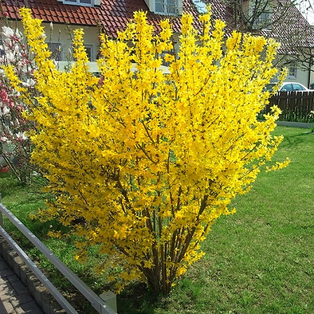Форзиция промежуточная "Голдзаубер" (Forsythia intermedia "Goldzauber")