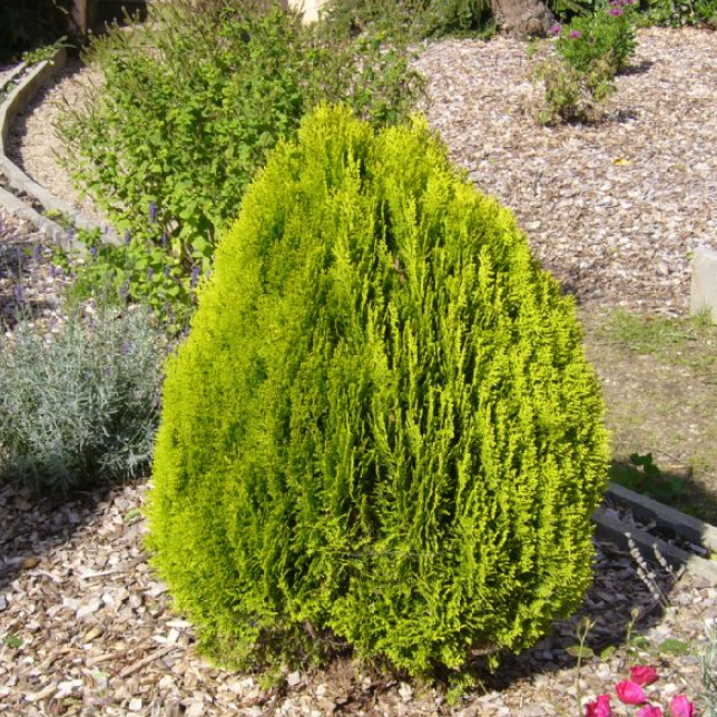 Туя восточная "Ауреа Нана" (Platycladus orientalis "Aurea Nana")