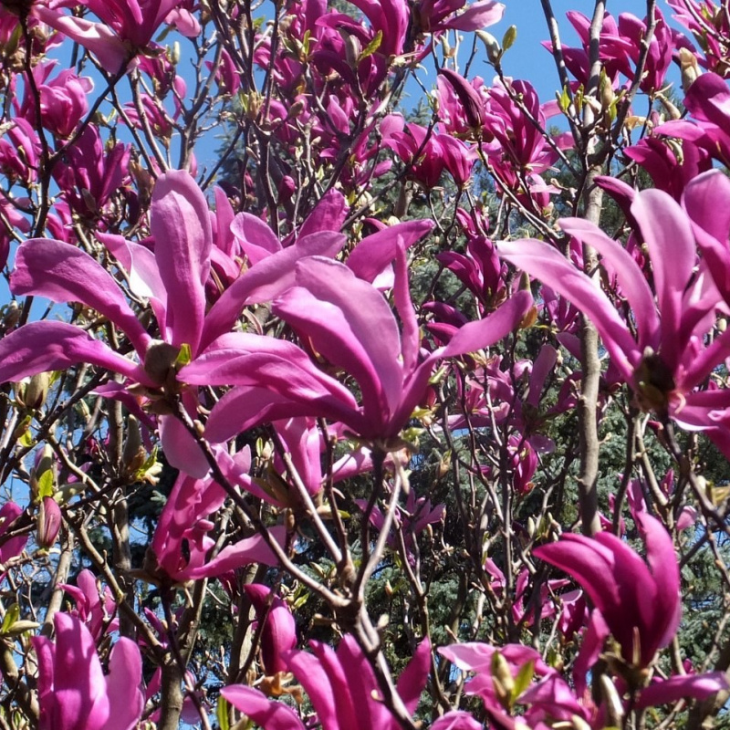 Магнолия гибридная "Сьюзан" (Magnolia hibrida "Susan")
