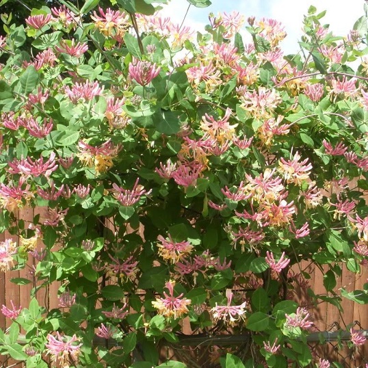 Жимолость Гекрота "Американ Бьюти" (Lonicera heckrottii "American Beauty")