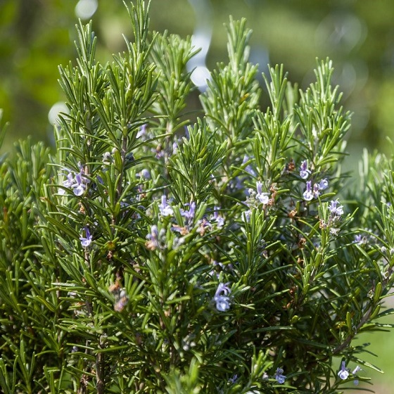 Розмарин обыкновенный (Rosmarinus officinalis)