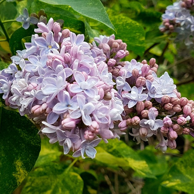 Сирень обыкновенная "Аукубафолия" (Siringa vulgaris "Aucubaefolia")
