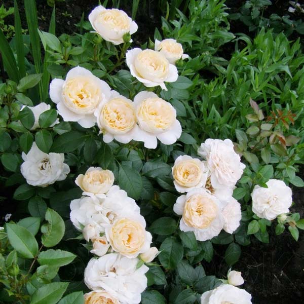 Роза флорибунда "Лионс Роуз" (Rosa Floribunda "Lions Rose")