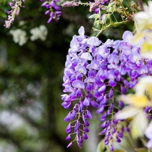 Глициния обильноцветущая Виолас Плена (Wisteria floribunda "Violacea plena")