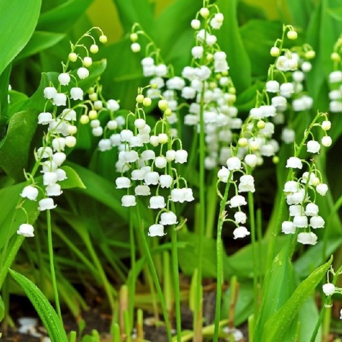 Ландыш майский (Convallaria majalis)