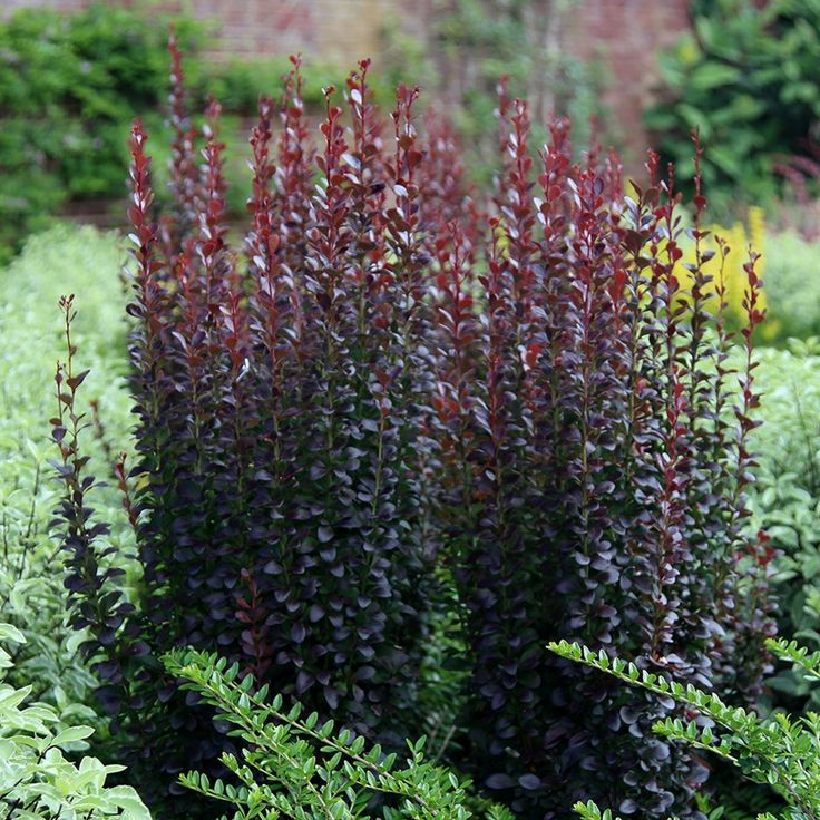 Барбарис Тунберга "Хелмонд Пиллар" (Berberis thunbergii "Helmond Pillar")