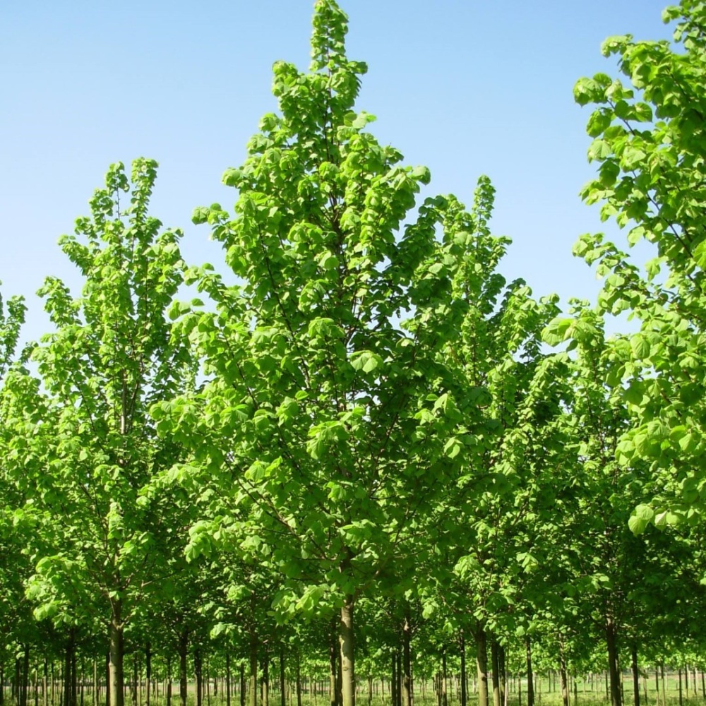 Липа крупнолистная (Tilia platyphyllos)