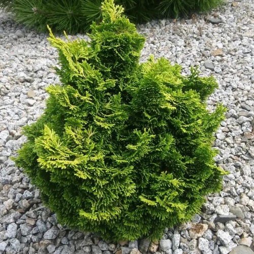 Кипарисовик тупой "Аврора" (Chamaecyparis obtusa "Aurora")