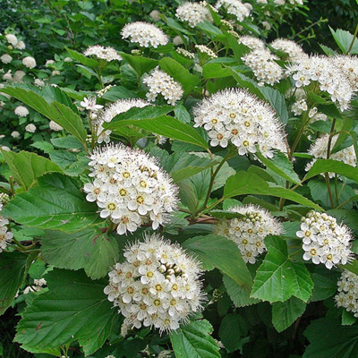 Пузыреплодник калинолистный (Physocarpus opulifolius)