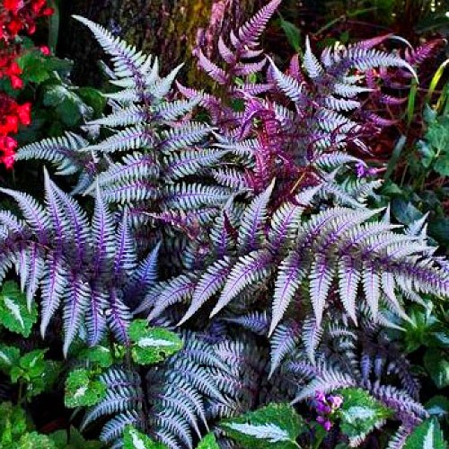 Кочедыжник (папоротник) "Урсула Ред" (Athyrium niponicum "Ursulas Red")