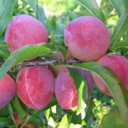 Алыча "Глобус" (5-7 лет) (Prunus)