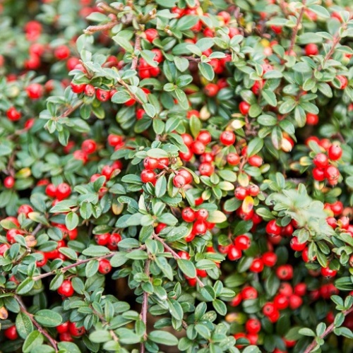 Кизильник Даммера "Эйхольц" (Cotoneaster radicans "Eichholz")