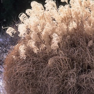 Мискантус китайский "Грациелла" (Miscanthus sinensis "Graziella")