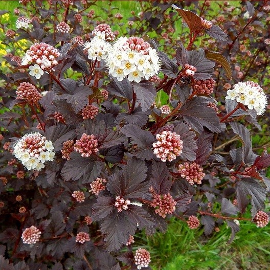 Пузыреплодник калинолистный "Диабло" (Physocarpus opulifolius "Diablo")