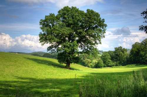 Береза белая (Betula alba)