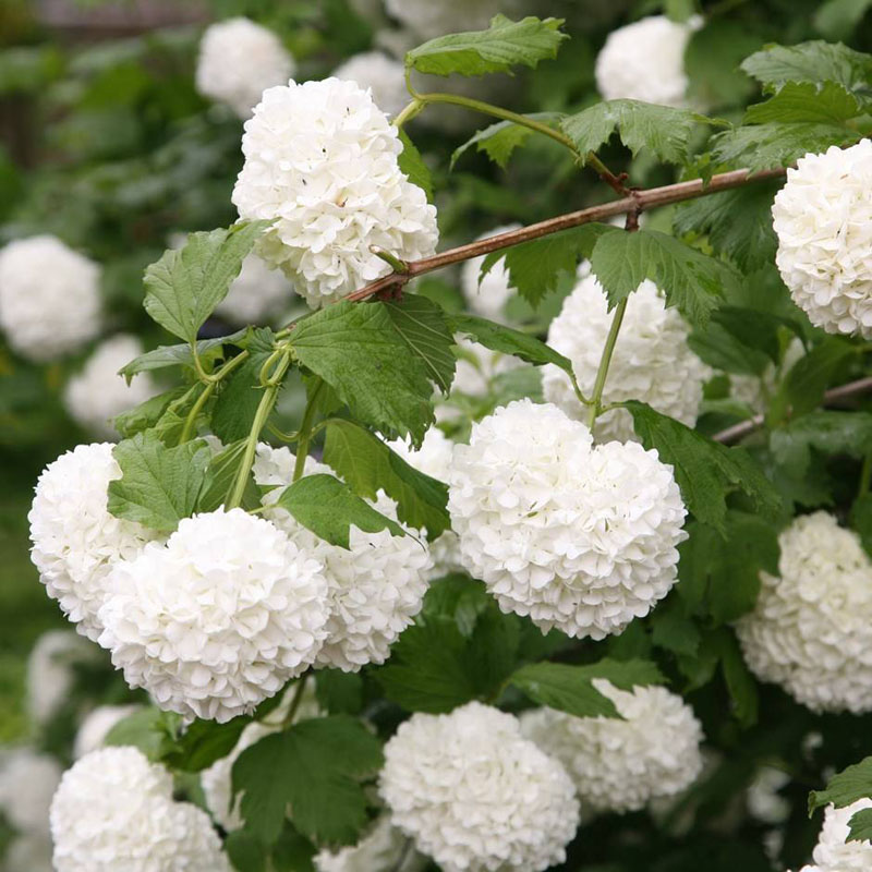 Калина обыкновенная "Розеум" (Viburnum opulus "Roseum")