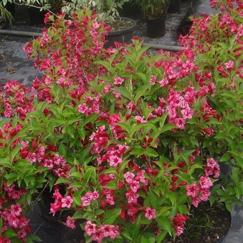 Вейгела гибридная "Бристоль Руби" (Weigela hybrida "Bristol Ruby")