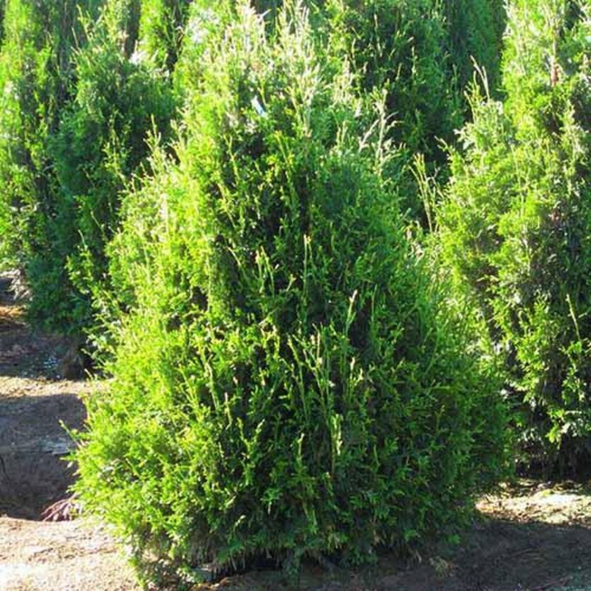 Туя складчатая "Кан-Кан" (Thuja plicata "Can–Can")