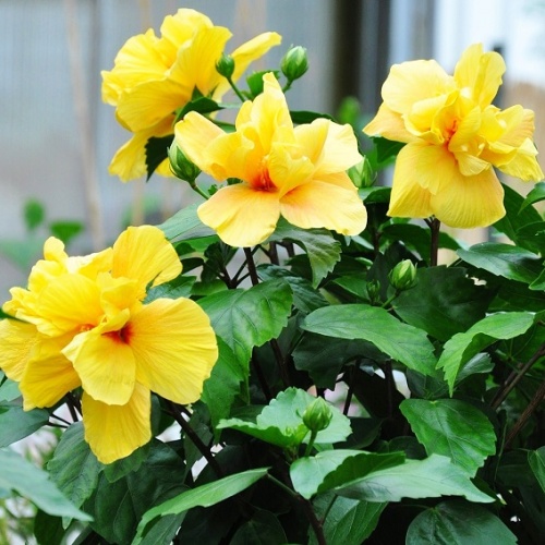 Гибискус китайский "Koenig Yellow Double" (Hibiscus rosa-sinensis "Koenig Yellow Double")