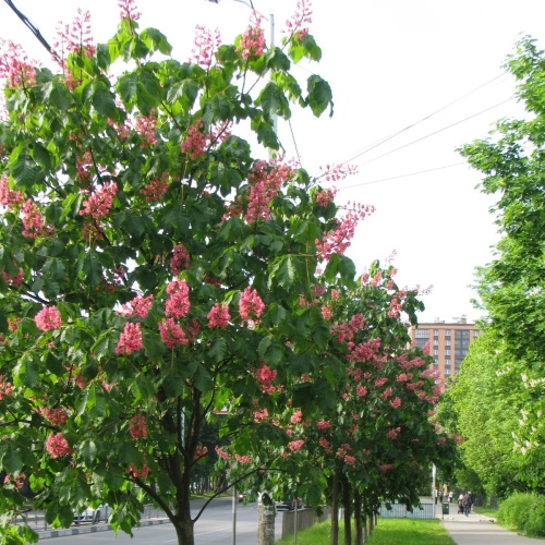 Каштан мясо-красный "Бриоти" (Aesculus carnea "Briotii") (200-250, 6/8, С45/С60)