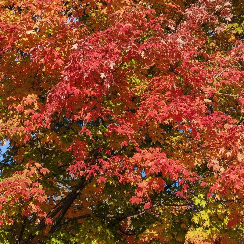 Клен пенсильванский (Acer pensylvanicum)