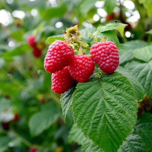 Малина (Rubus idaeus)