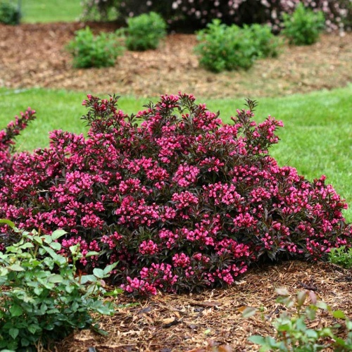 Вейгела (Weigela)